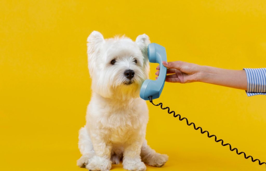 Clínica Veterinaria Ángela Santapau, Oliva, La Safor