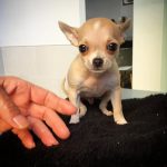 Clínica Veterinaria Ángela Santapau, Oliva, La Safor