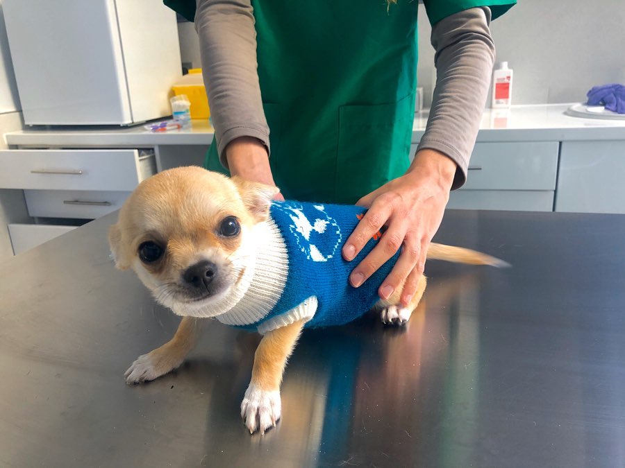 Clínica Veterinaria Ángela Santapau, Oliva, La Safor