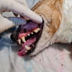 servicios limpieza bucal cv santapau