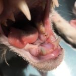 servicios limpieza dental cv santapau