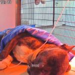 servicios urgencias cv santapau